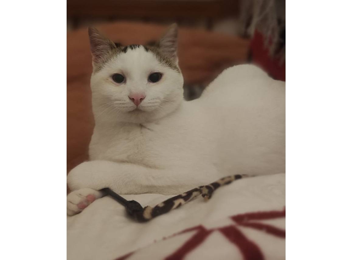 Adotta un gatto, maschio, 7 mesi, Trapani