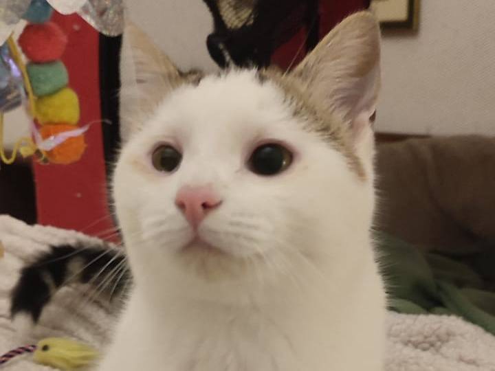 Adotta un gatto, taglia non valida, maschio, Trapani