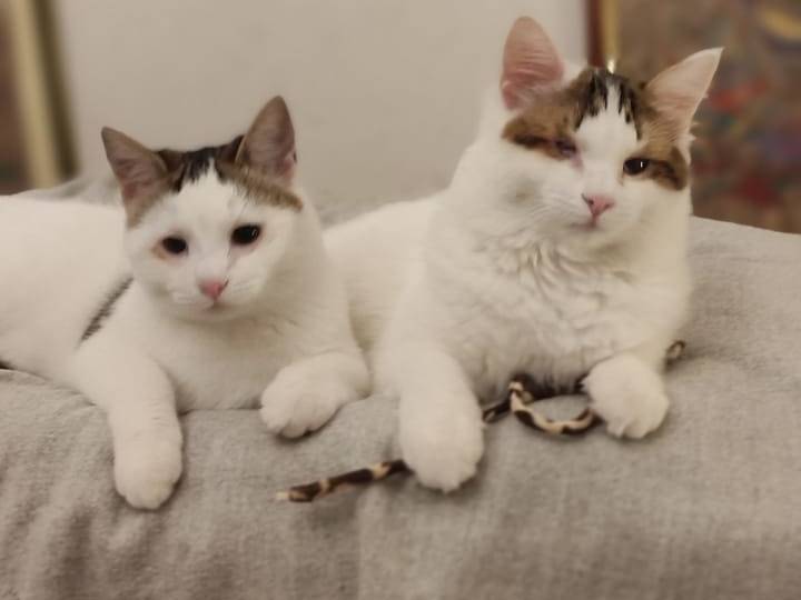 Vuoi adottare un gatto a Trapani?