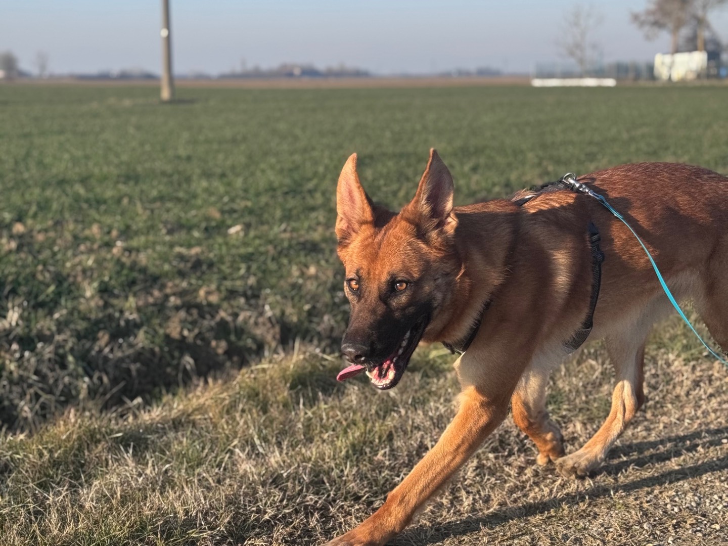 Adozione cane, femmina, Pastore Belga Malinois Razza sconosciuta, 1 anno e 8 mesi, taglia grande, Bologna