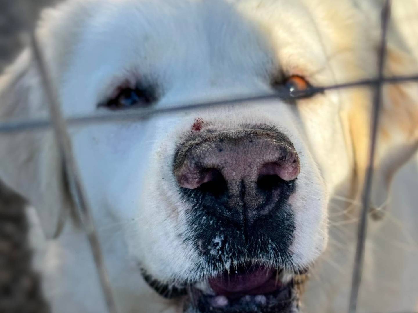 Adotta un cane, taglia grande, femmina, Taranto
