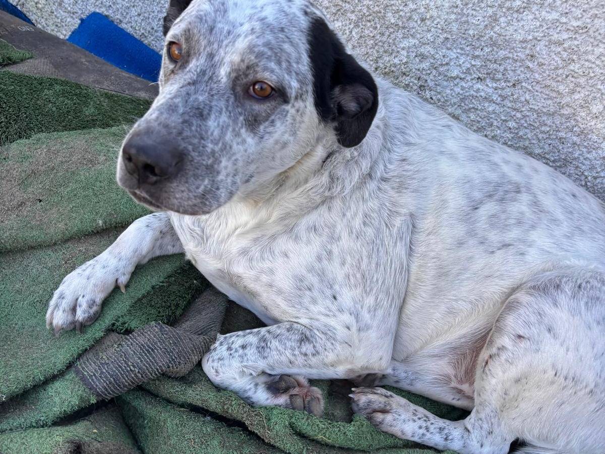 Adozione cane, maschio, Amstaff Razza sconosciuta, 5 anni , taglia grande, Taranto