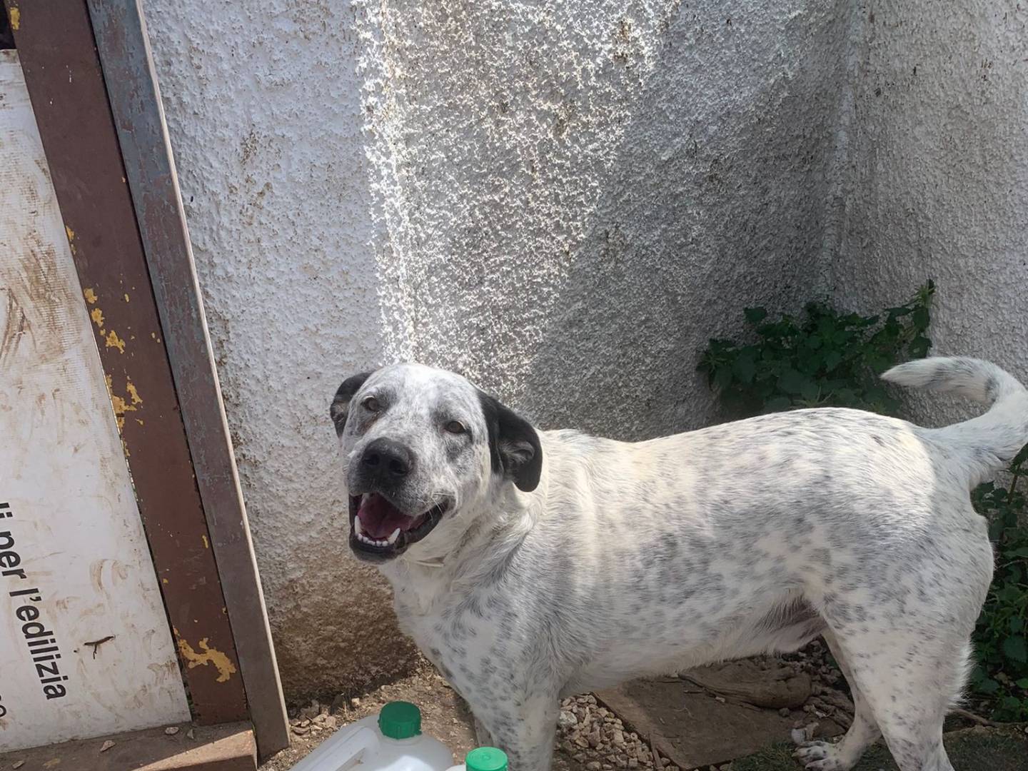 Adotta un cane, maschio, 5 anni , Taranto