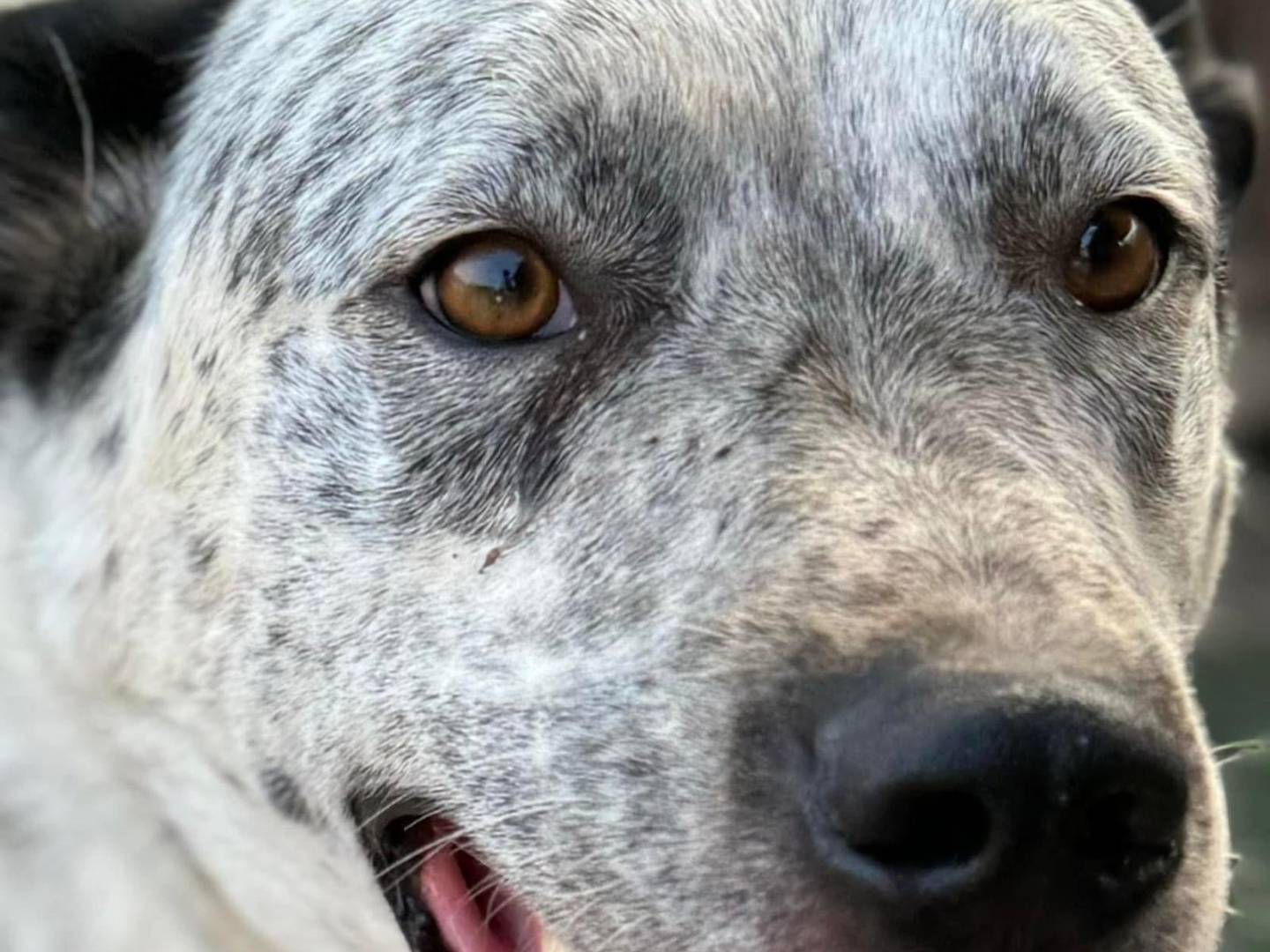 Adotta un cane, taglia grande, maschio, Taranto