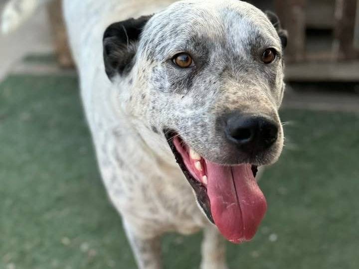 Vuoi adottare un cane a Taranto?