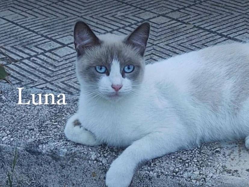 Adotta un gatto, femmina, 1 anno e 4 mesi , Taranto