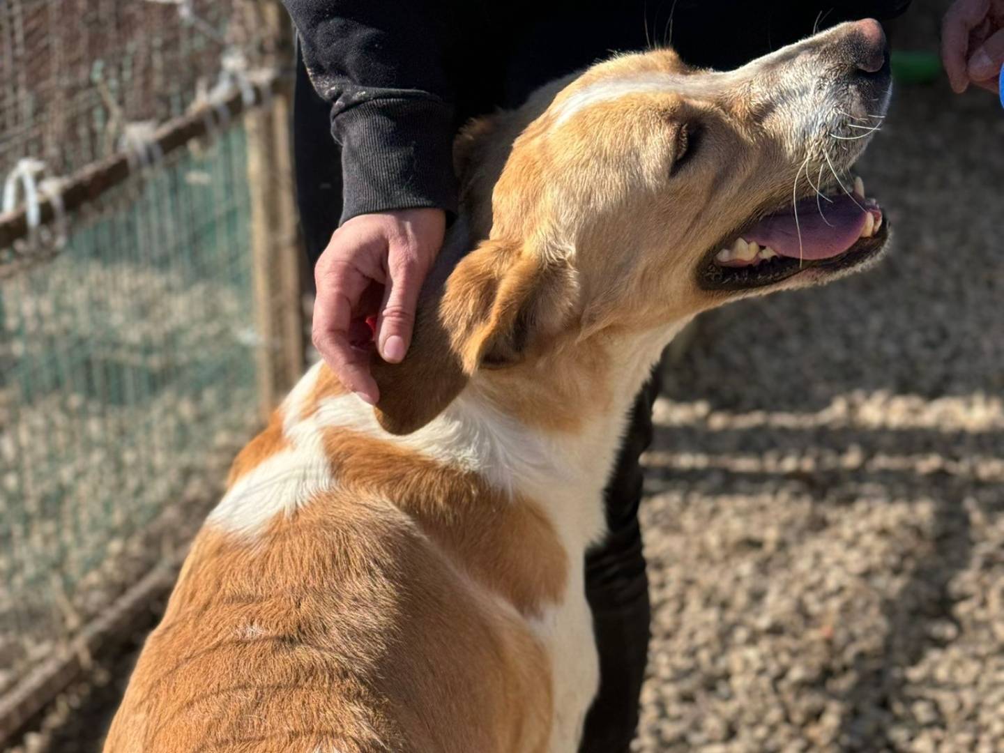 Adotta un cane, maschio, 1 anno e 3 mesi , Taranto