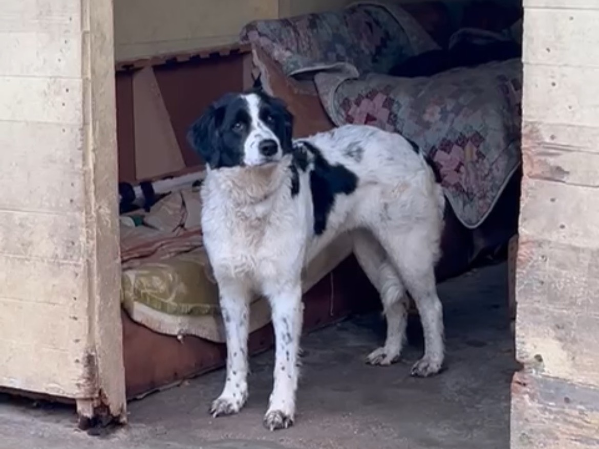 Adotta un cane, femmina, 5 anni  e 4 mesi , Lucca