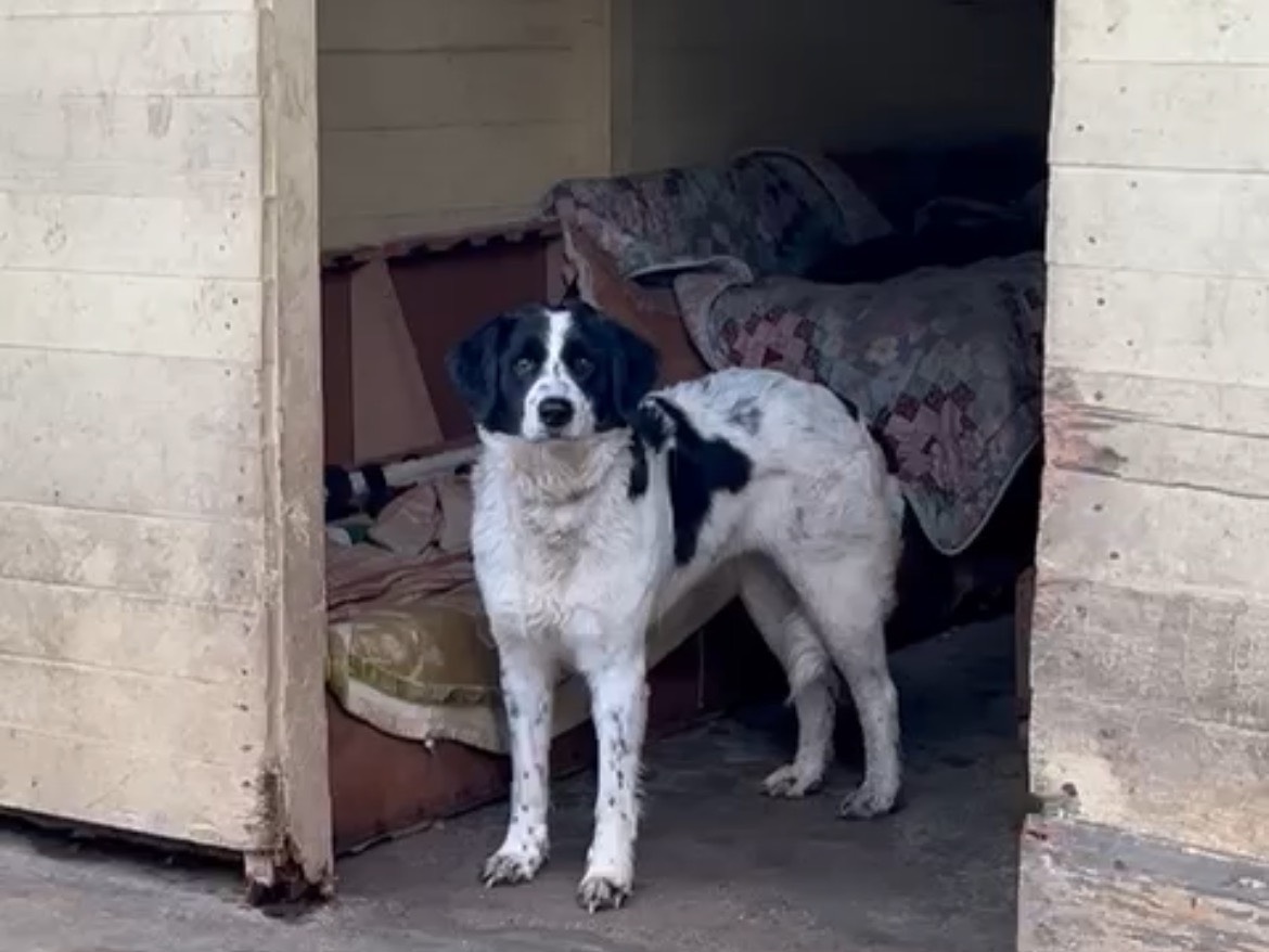 Vuoi adottare un cane a Lucca?