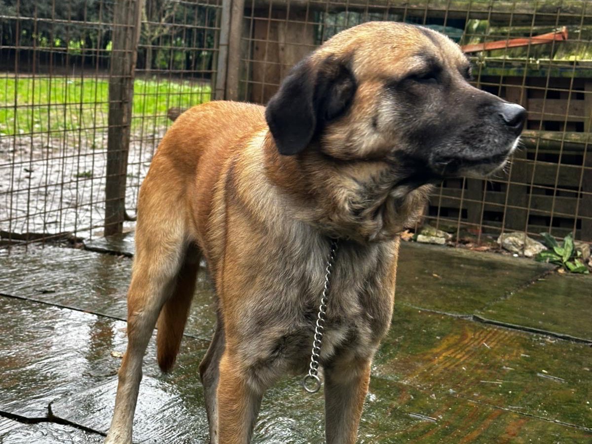 Adotta un cane, maschio, 5 anni  e 4 mesi , Lucca