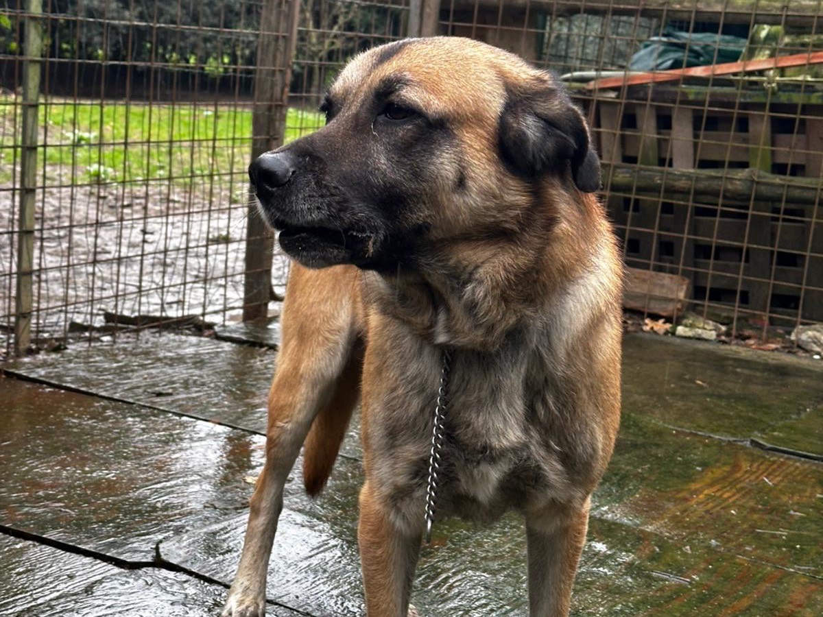Adotta un cane, taglia grande, maschio, Lucca