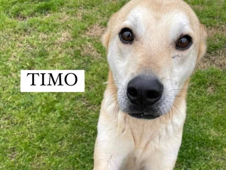 Foto dell'animale