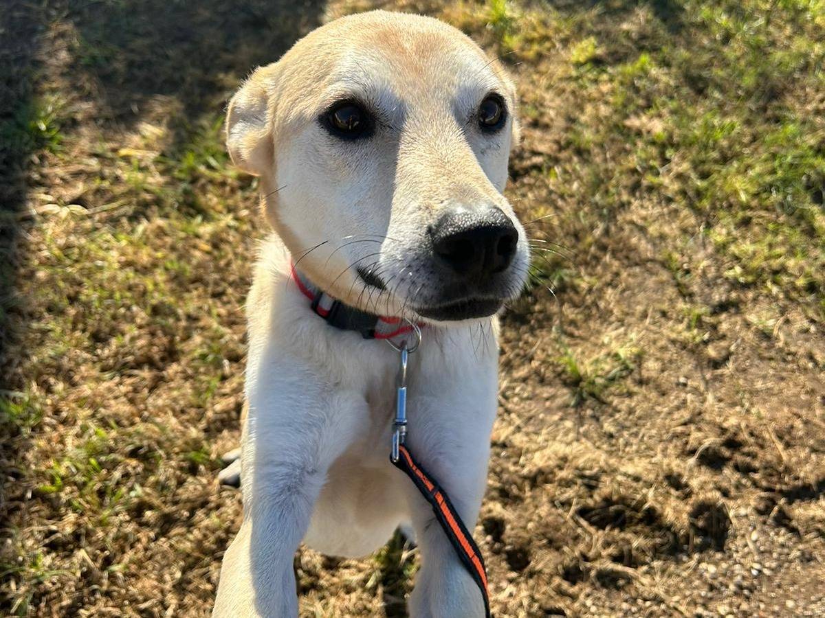 Adotta un cane, maschio, 6 anni  e 5 mesi , Latina