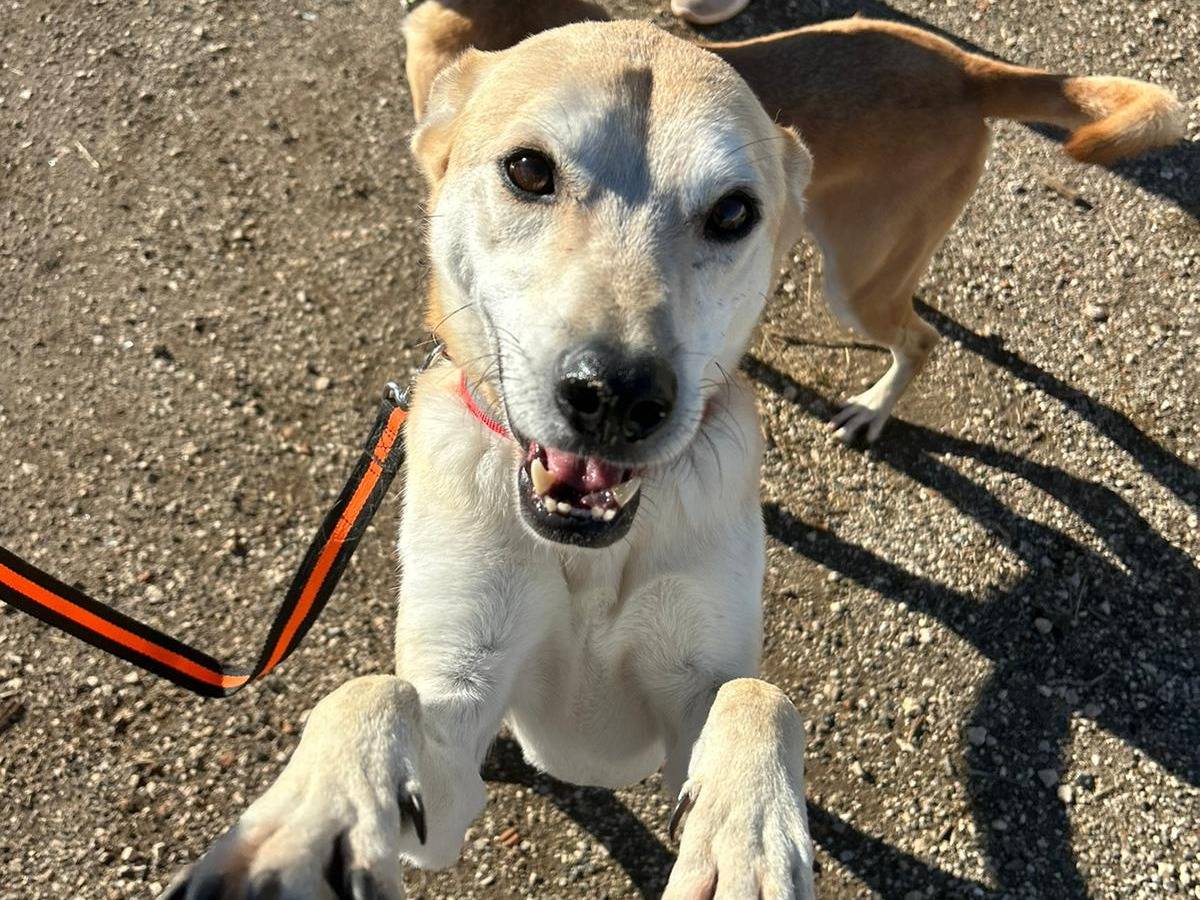 Adotta un cane, taglia grande, maschio, Latina