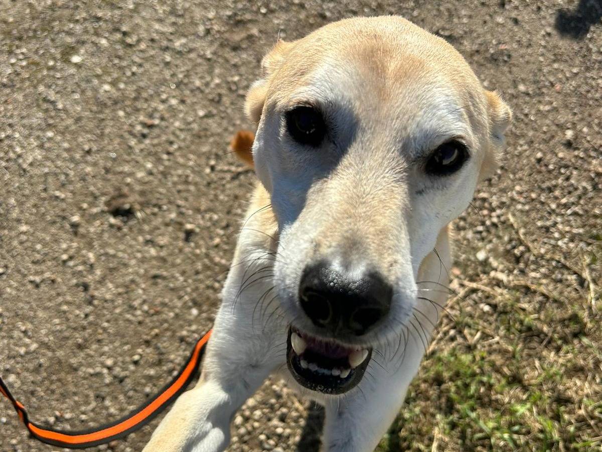 Vuoi adottare un cane a Latina?