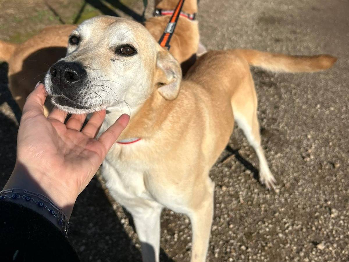 Adotta il cane TIMO a Latina