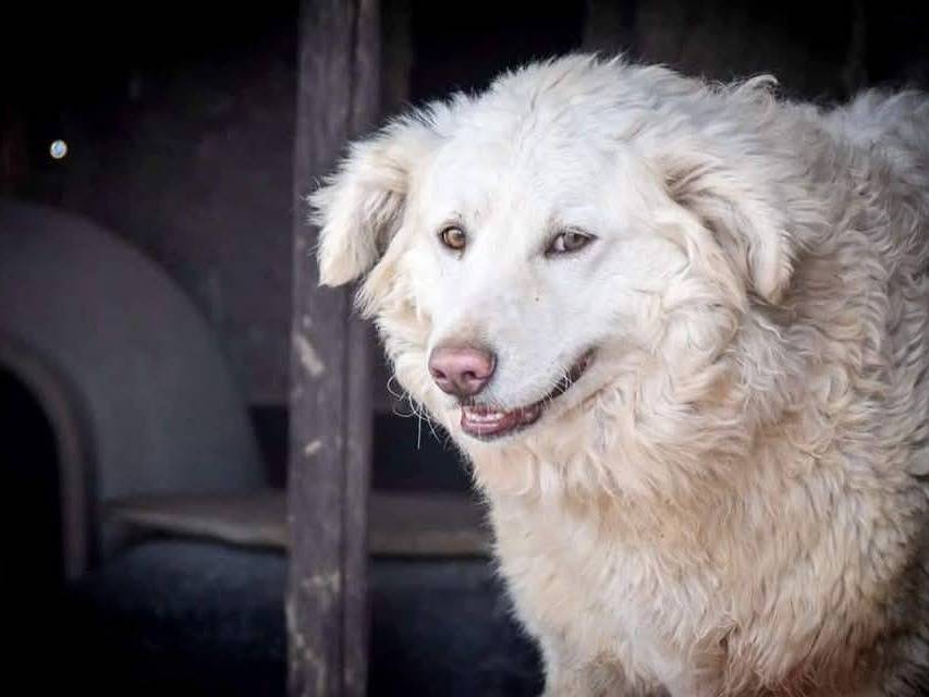 Adotta un cane, femmina, 3 anni  e 2 mesi , Crotone