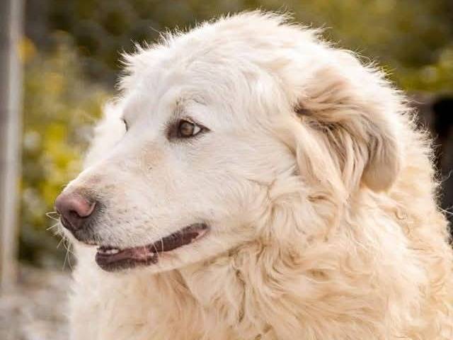 Adotta un cane, taglia grande, femmina, Crotone