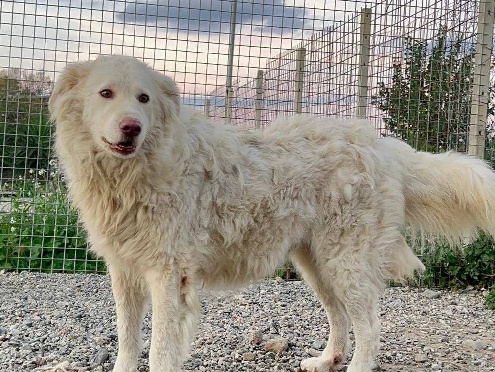Adotta il cane FATIMA a Crotone
