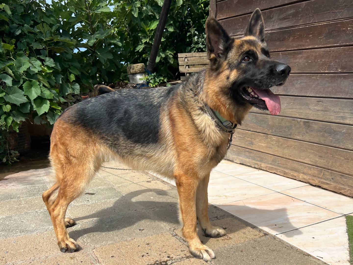 Adotta un cane, femmina, 3 anni  e 6 mesi , Viterbo