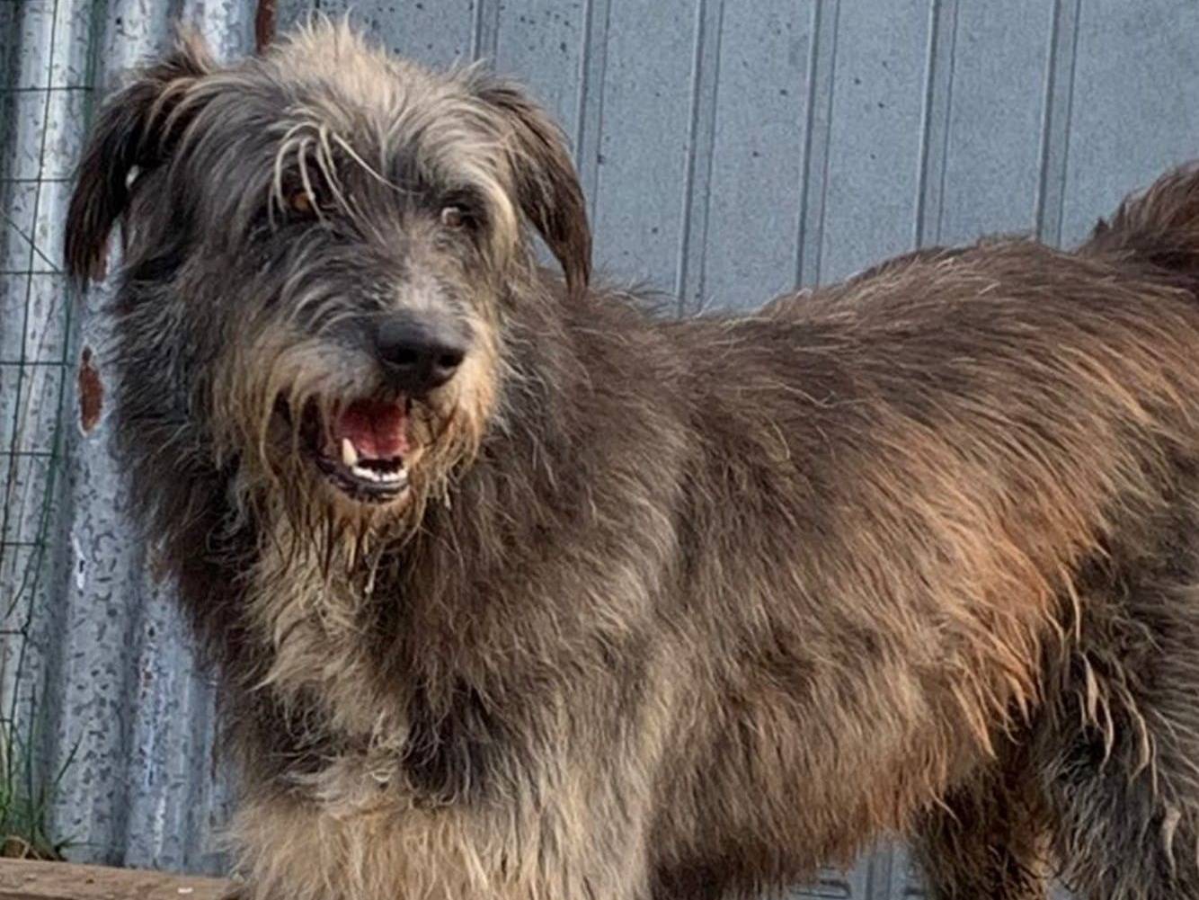 Adotta un cane, maschio, 6 anni  e 5 mesi , Crotone