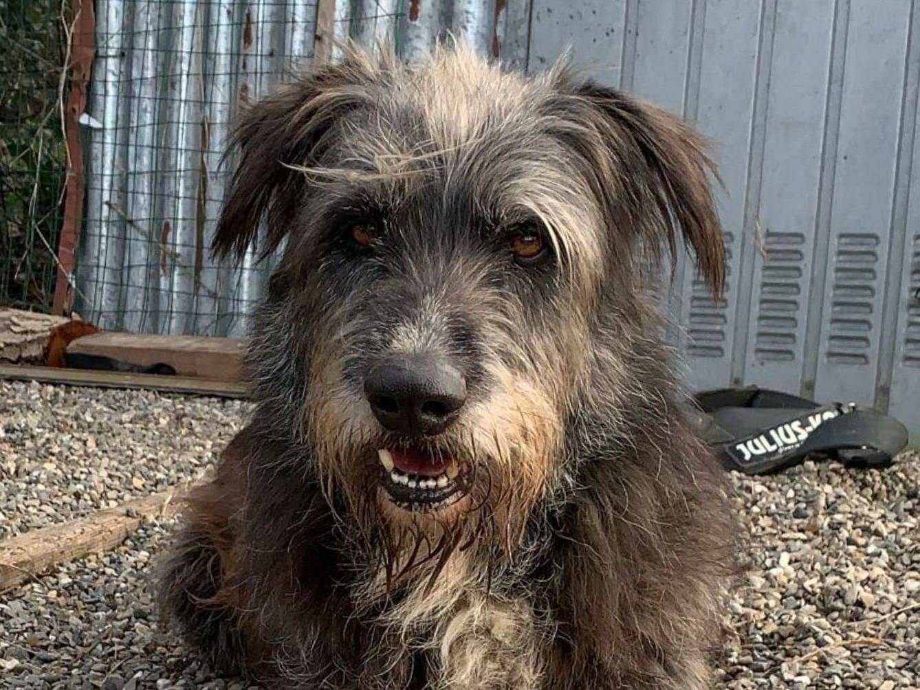 Adotta un cane, taglia gigante, maschio, Crotone