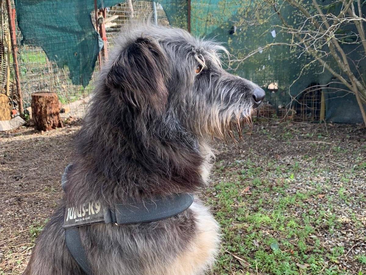 Vuoi adottare un cane a Crotone?