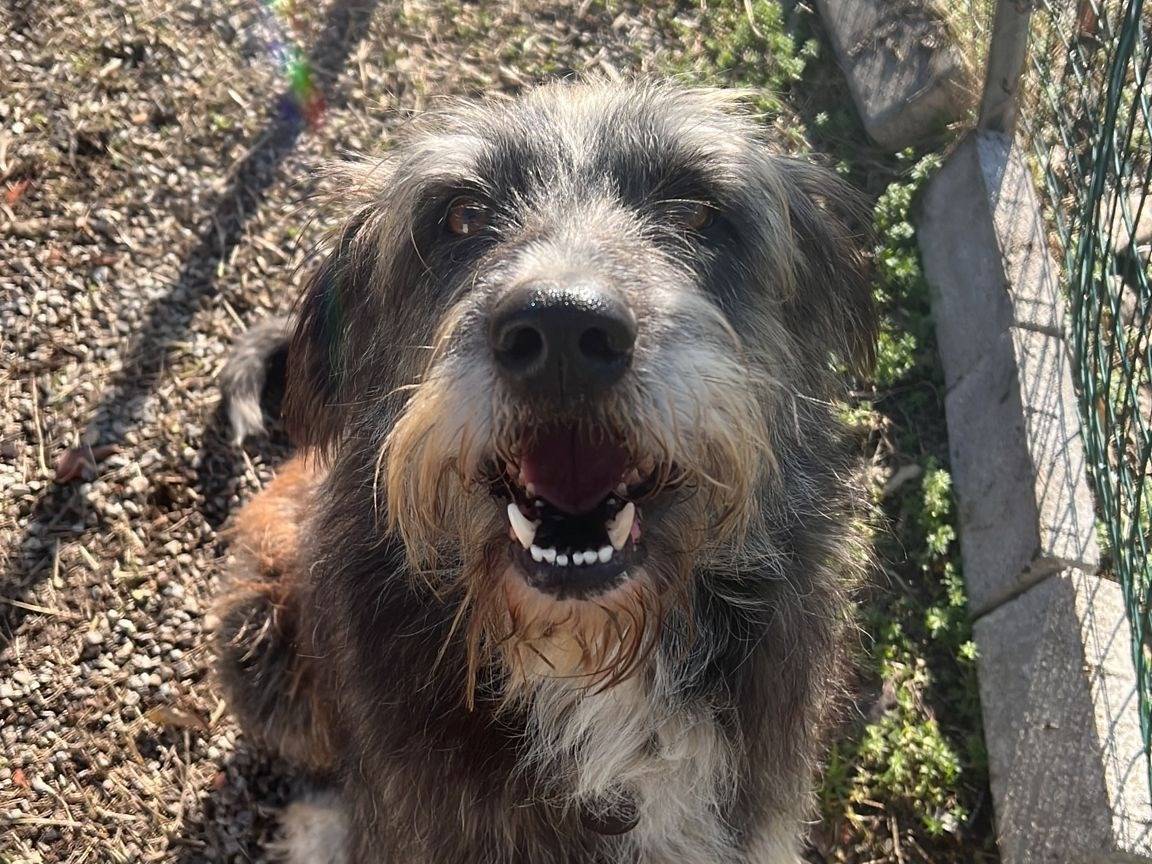 Adotta il cane Benji  a Crotone
