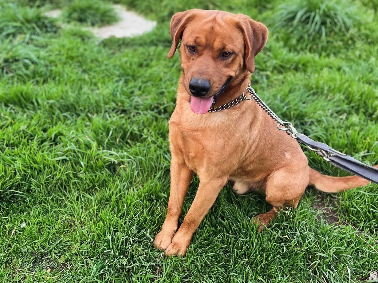 Adotta un cane, taglia grande, maschio, Latina