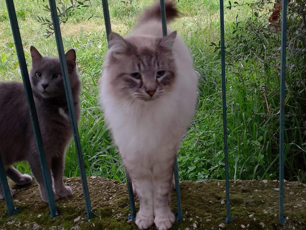 Foto dell'animale