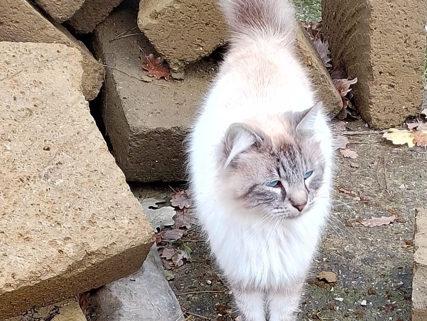 Adotta un gatto, maschio, 2 anni  e 10 mesi , Caserta