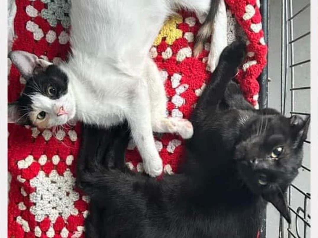 Adozione gatto, femmina, Razza sconosciuta Razza sconosciuta, 8 mesi, taglia non valida, Bari