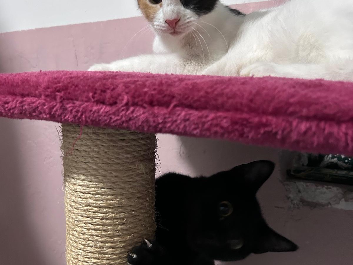 Adotta un gatto, femmina, 8 mesi, Bari