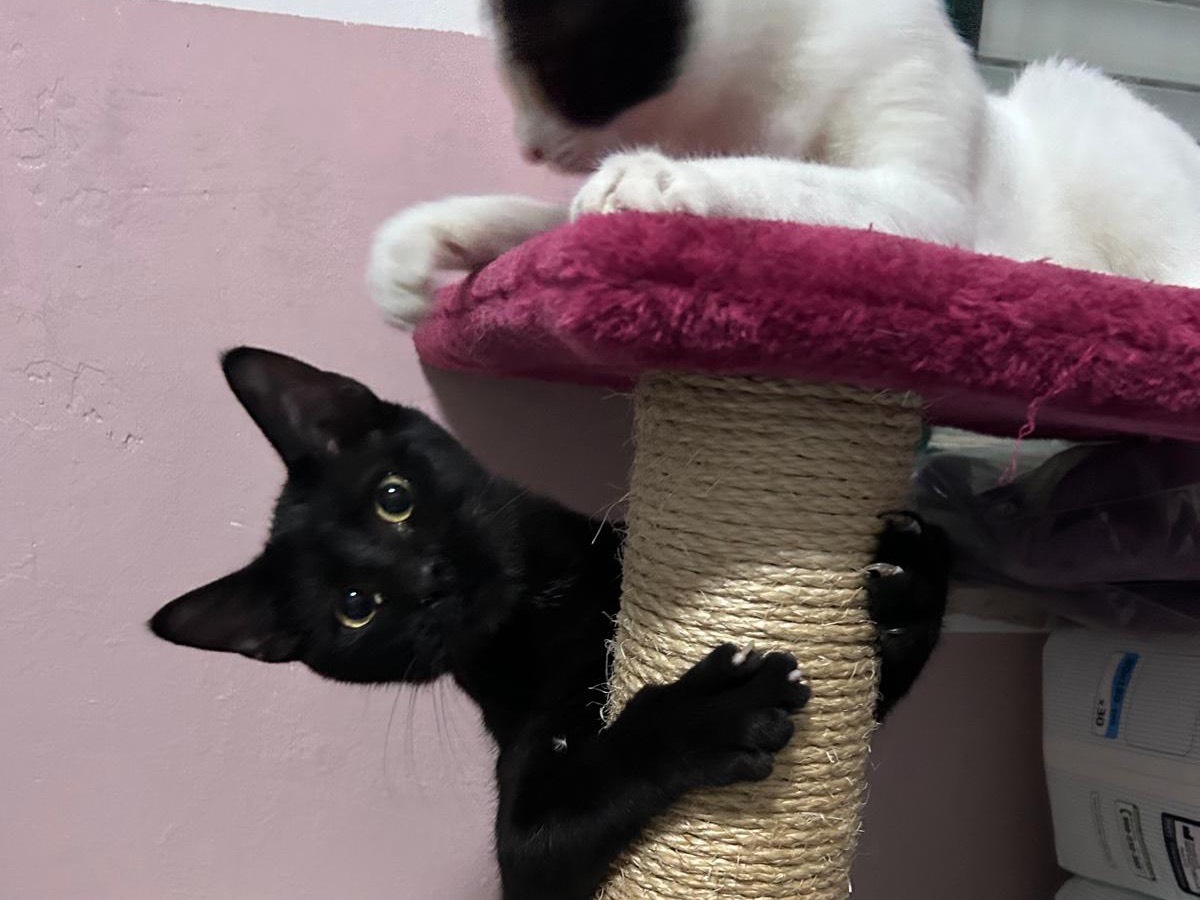 Adotta un gatto, taglia non valida, femmina, Bari