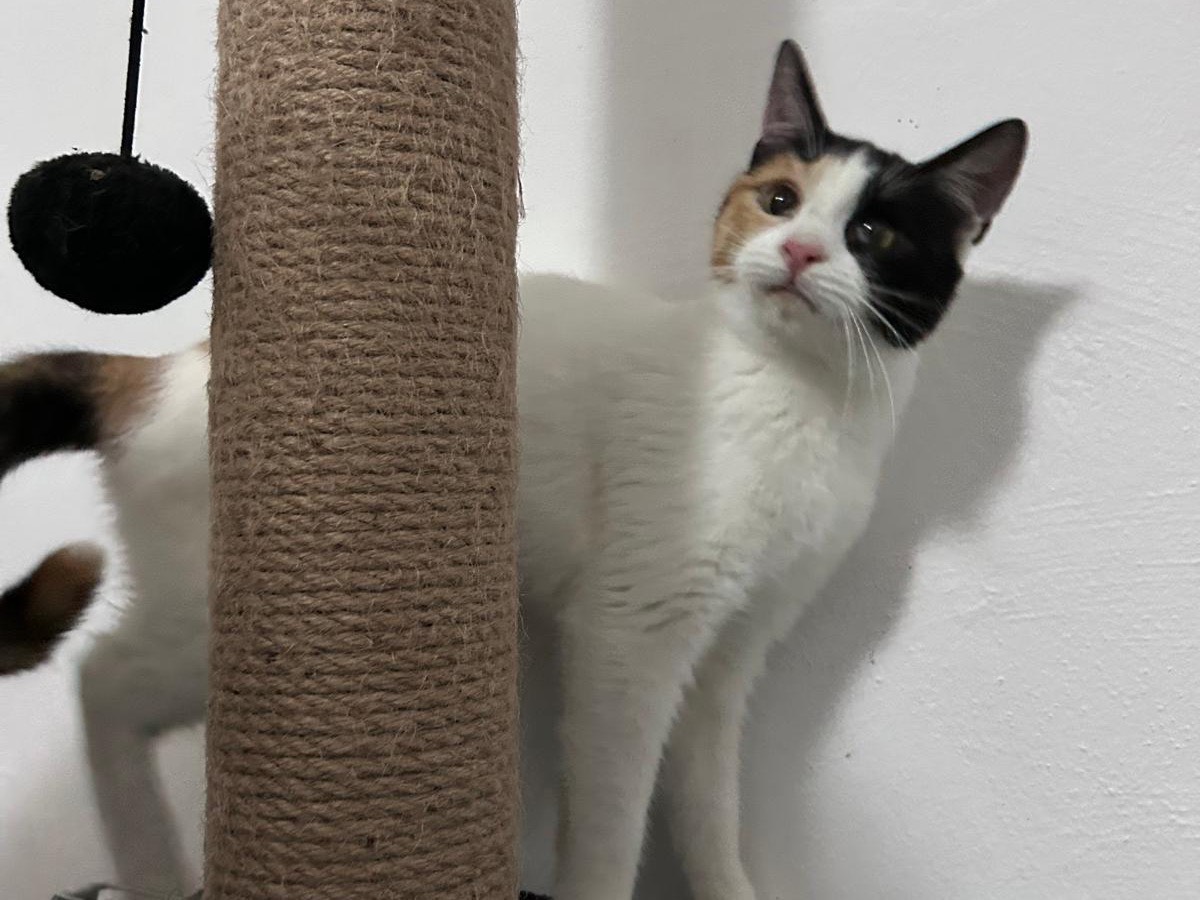 Vuoi adottare un gatto a Bari?