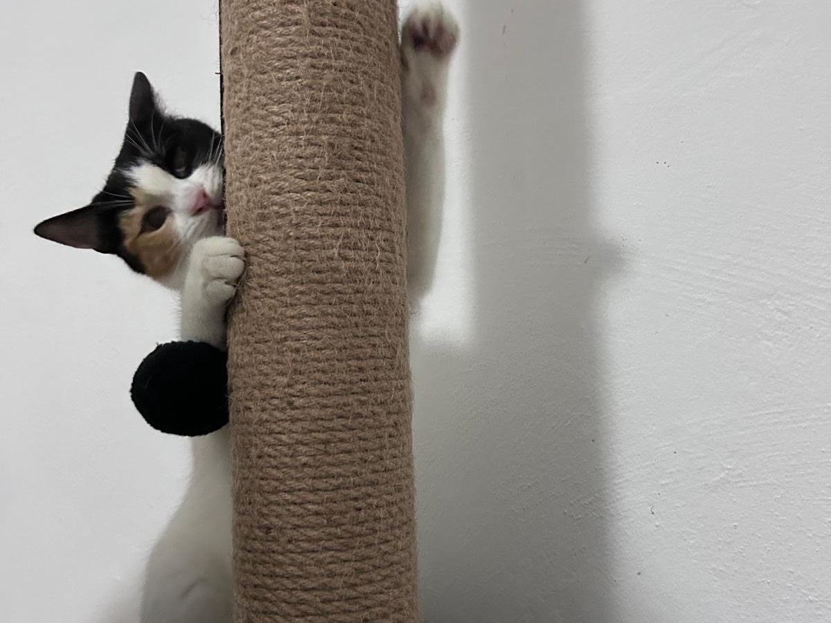 Adotta il gatto Blanche e Noire a Bari