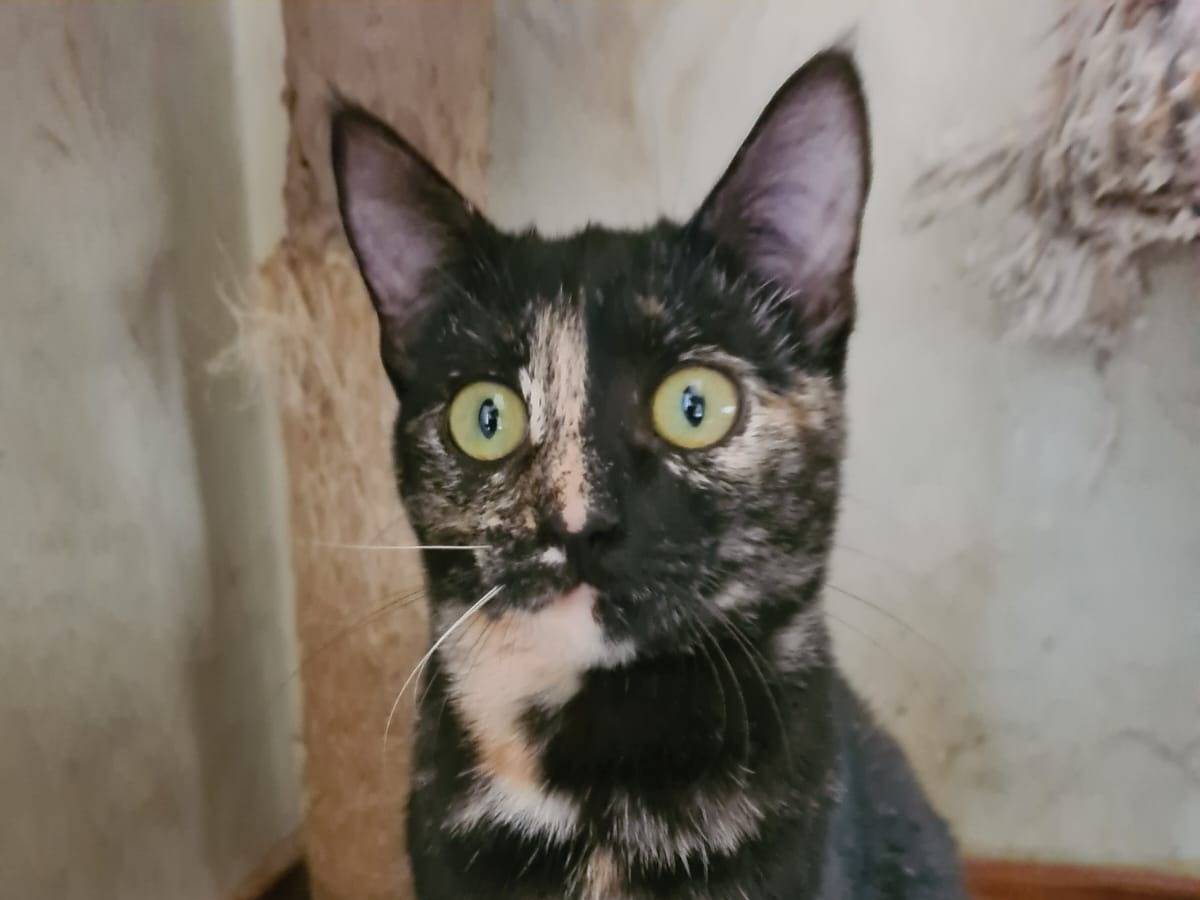 Adotta un gatto, femmina, 9 mesi, Bari