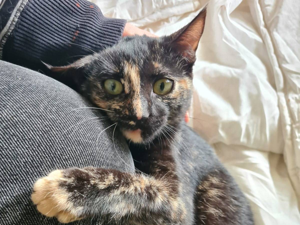 Adotta un gatto, taglia non valida, femmina, Bari