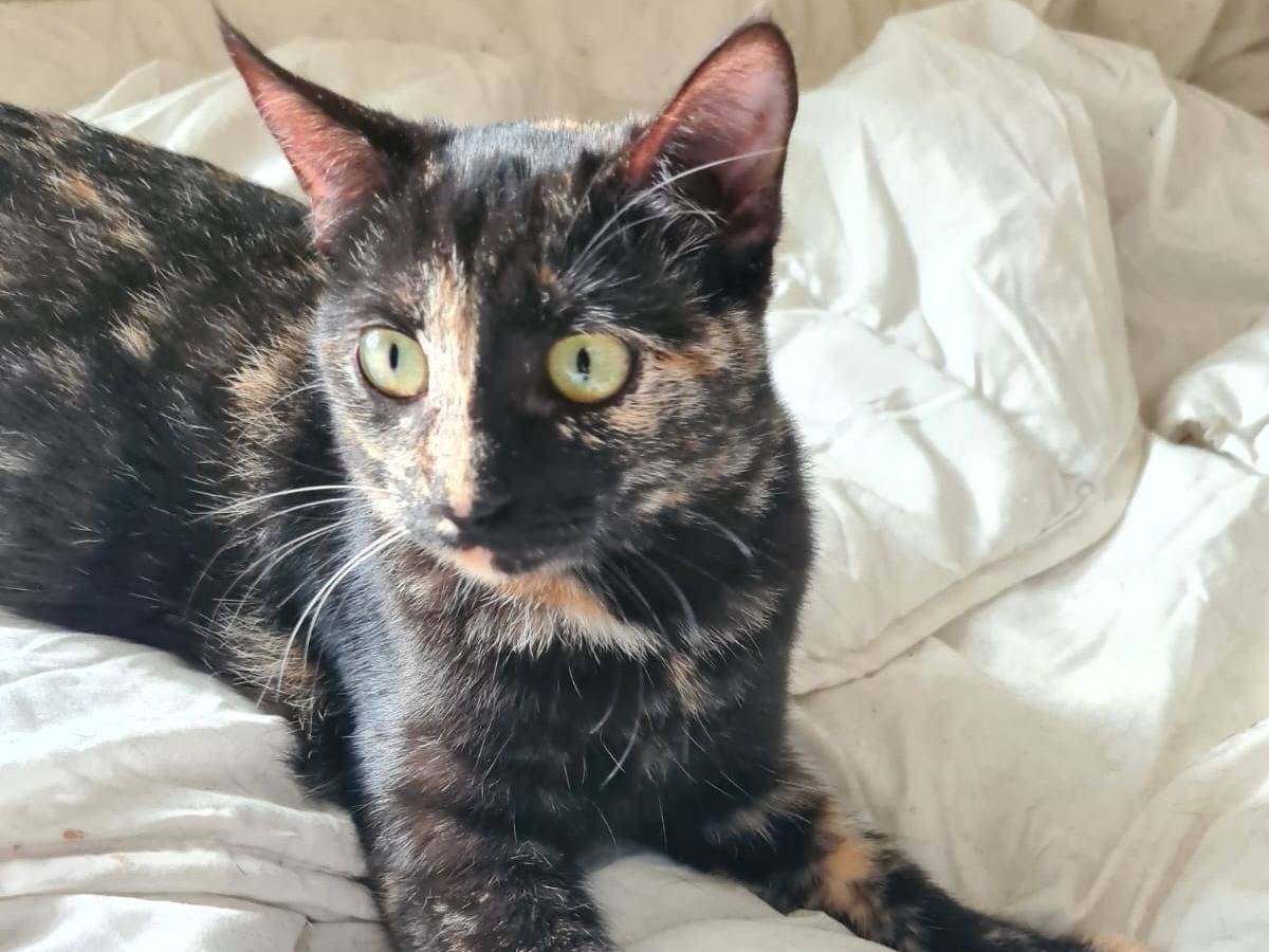 Vuoi adottare un gatto a Bari?
