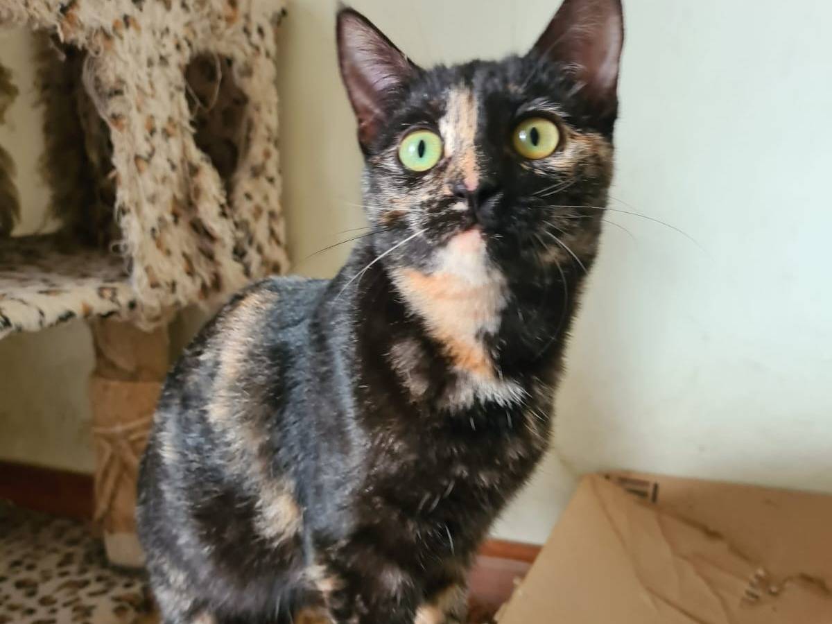 Adotta il gatto Bonnie a Bari