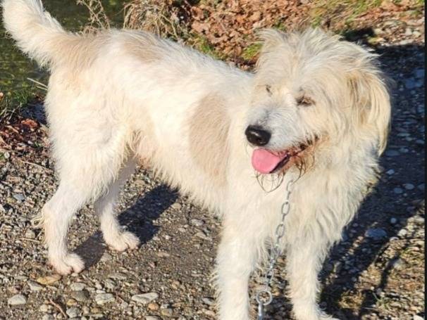 Adozione cane, maschio, Razza sconosciuta Razza sconosciuta, 5 anni e 4 mesi, taglia media contenuta, Novara