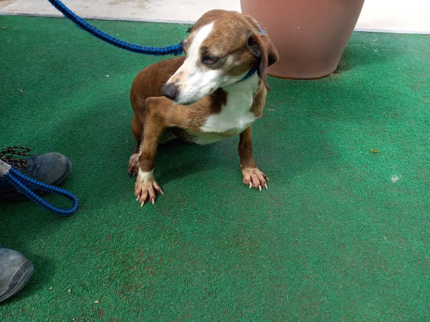 Adotta un cane, femmina, 8 anni  e 5 mesi , Potenza