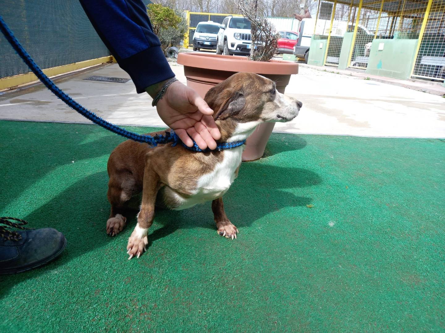Adotta un cane, taglia media, femmina, Potenza