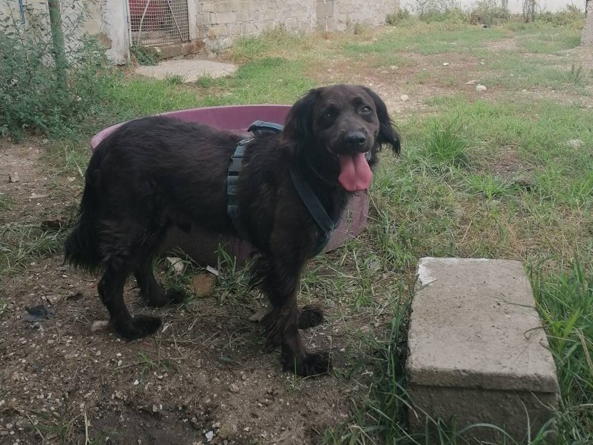 Adotta un cane, maschio, 7 anni  e 7 mesi , Caserta