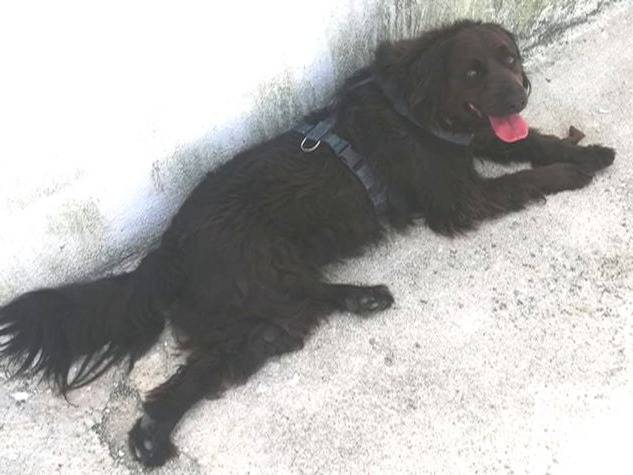 Adotta un cane, taglia media, maschio, Caserta