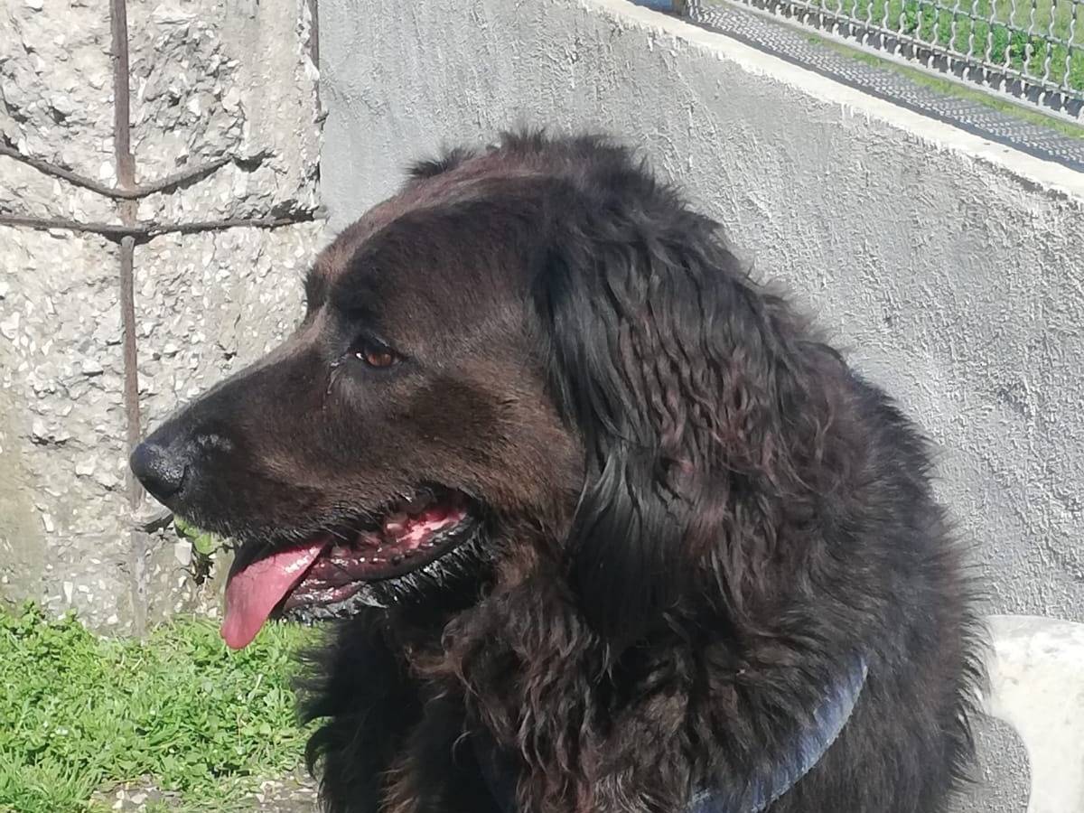 Vuoi adottare un cane a Caserta?