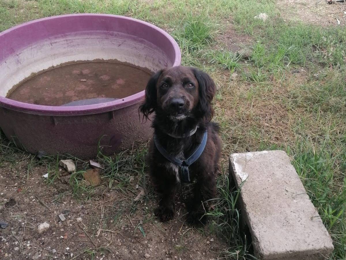 Adotta il cane LEO DARK  a Caserta