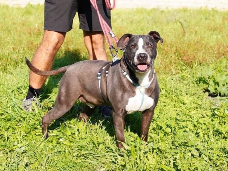 Vuoi adottare un cane a Caserta?