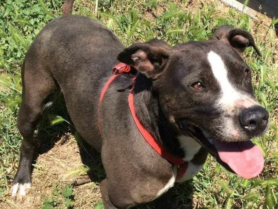 Adotta il cane RIVER a Caserta