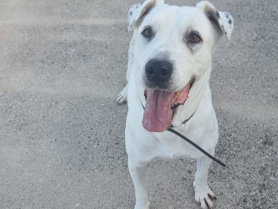 Adotta un cane, maschio, 8 anni , Caserta